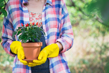 planting flowers  in the garden