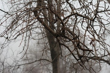 tree branches on a foggy morning