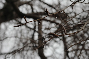 Fototapeta na wymiar tree branches on a foggy morning