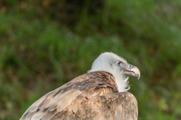 Vulture in its territory, in Cantabria, Spain