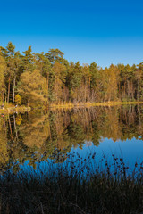 Fototapeta premium Golden Polish Autumn with Reflection of the trees in Black Lake Niepolomice Forest Poland October 2019
