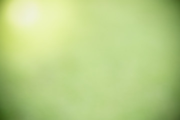 Out of focus and blurred greenery background under sunlight with bokeh and copy space using as background natural plants landscape, ecology wallpaper concept.