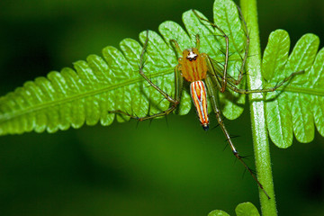 Macro shot of small spider that one leg is missing, It was found in the forest in asian countries, but this spider can be also found in the garden.