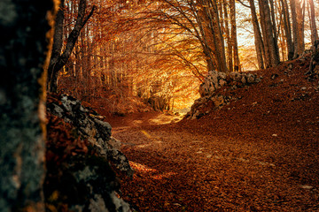 Obraz premium Autumn Leaves