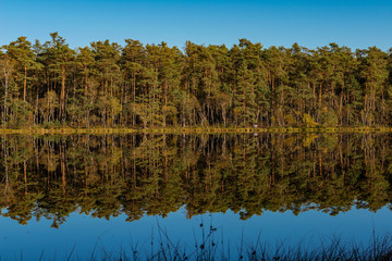 Golden Polish Autumn with Reflection of the trees in Black Lake Niepolomice Forest Poland October 2019