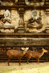 Wild deers in the asian old temple
