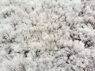Aerial Drone Photo of Trees Frozen with Snow in New Jersey