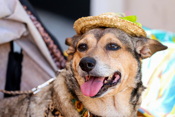 Happy Dog in a Hat 