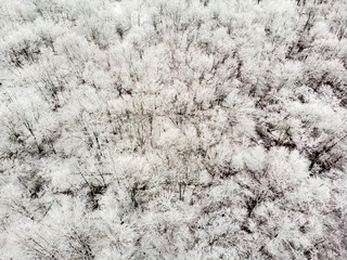 Fototapeta premium Aerial Drone Photo of Trees Frozen with Snow in New Jersey