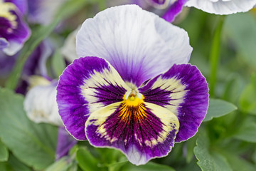 Fototapeta na wymiar Blue With White Flower Pansies closeup. Closeup of colorful pansy flower, The garden pansy is a type of large-flowered hybrid plant cultivated as a garden flower.