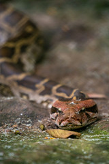 Python at Bannerghatta Zoo Bangalore