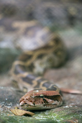 Python at Bannerghatta Zoo Bangalore