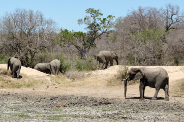 Obraz na płótnie Canvas Eléphant d'Afrique, Loxodonta africana, Parc national Kruger, Afrique du Sud