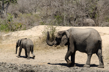 El&eacute;phant d'Afrique, Loxodonta africana, Parc national Kruger, Afrique du Sud