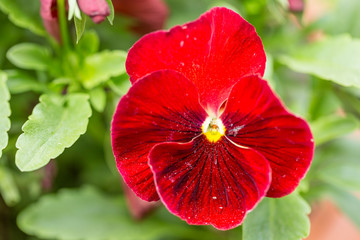 Red Pansies flower in garden closeup. Closeup of colorful pansy flower, The garden pansy is a type of large-flowered hybrid plant cultivated as a garden flower. 