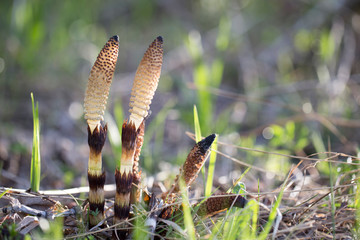 Equisetum arvense, the field horsetail or common horsetail, is an herbaceous perennial plant of the family Equisetaceae. Horsetail plant Equisetum arvense. 