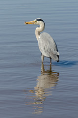 Héron cendré, avec poisson, Ardea cinerea, Grey Heron