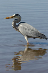 Héron cendré, avec poisson, Ardea cinerea, Grey Heron