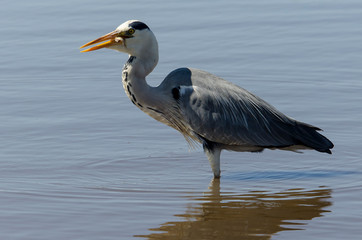 Héron cendré, avec poisson, Ardea cinerea, Grey Heron