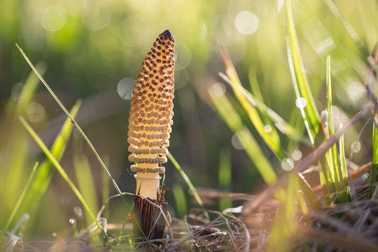 Equisetum arvense, the field horsetail or common horsetail, is an herbaceous perennial plant of the family Equisetaceae. Horsetail plant Equisetum arvense. 