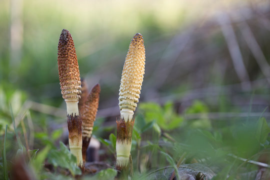 Equisetum arvense, the field horsetail or common horsetail, is an herbaceous perennial plant of the family Equisetaceae. Horsetail plant Equisetum arvense. 