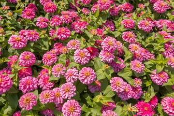 Fototapeta premium Margaret flowers in pink color