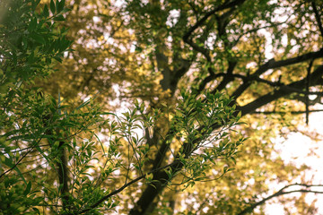 Branch nagea nagi with leaves on the background of tree - obrazy, fototapety, plakaty
