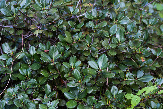 Damaged dark green leaves of rhaphiolepis umbellata