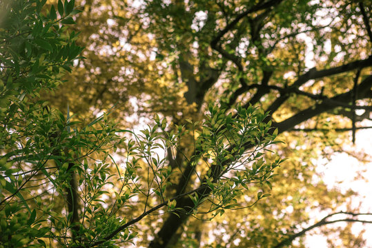 Branch nagea nagi with leaves on the background of tree