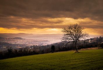 Fototapeta na wymiar Lonely wood on a meadow and town in the background. Cloudy sunset in Kragujevac in Serbia.