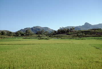 Fototapeta na wymiar Rizière, riz, Madagascar
