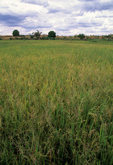 Risiére, Riz, Oryza Sativa, Madagascar