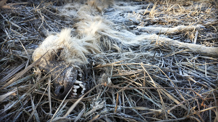 Mummified Dog Lying On The Grass