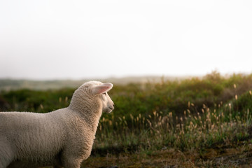 Baby sheep and dune landscape on Sylt island. White sheep gazing