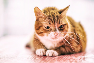 Portrait of a domestic cat on a wooden background. Picture taken in retro style.