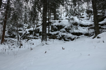 In the snowy pine forest