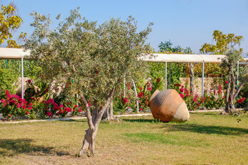  Olive tree in a beautiful garden