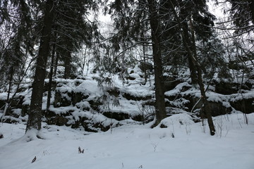 Boulders and pine trees