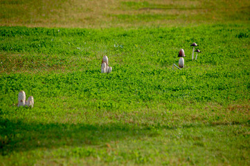  Some funny mushrooms on the lawn