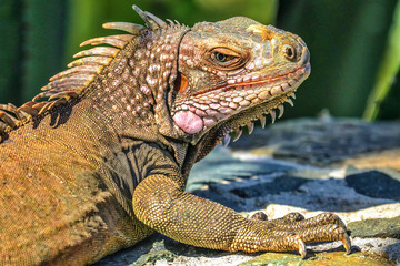 United States Virgin Islands