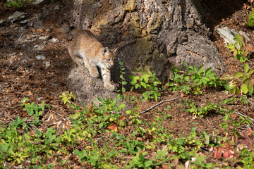 Bobcat Juvenile 