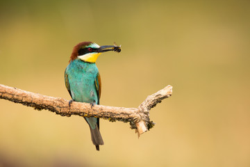 European Bee-eater, Merops apiaster, beautiful bird sitting on the branch with insects bee in beak.