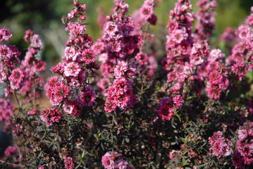 Leptospermum scoparium, commonly called Manuka myrtle or New Zealand teatree in flower 