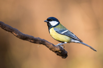 Parus major, Great tit sitting on the branch . Wildlife