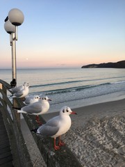 Strand und die Seebrücke in binz an der Ostsee