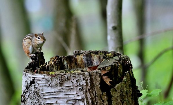 Chipmunks are small, striped rodents. Chipmunks are found in North America, with the exception of the Siberian chipmunk which is found primarily in Asia.