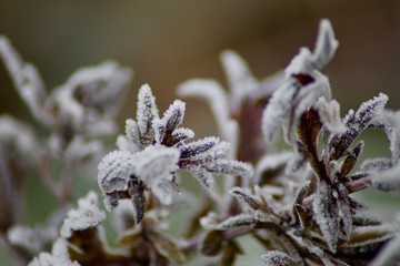 frozen brambles on a winter morning