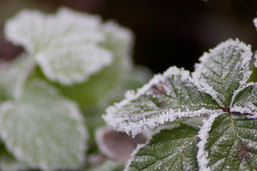 frozen brambles on a winter morning