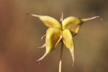 Clematis campaniflora travelers joy fruit fruits of this climbing plant that grows in very humid places