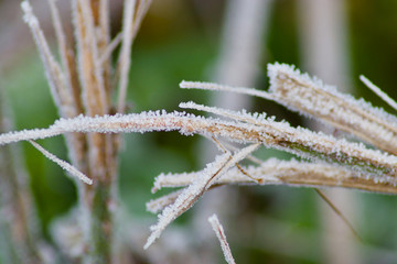 frozen brambles on a winter morning